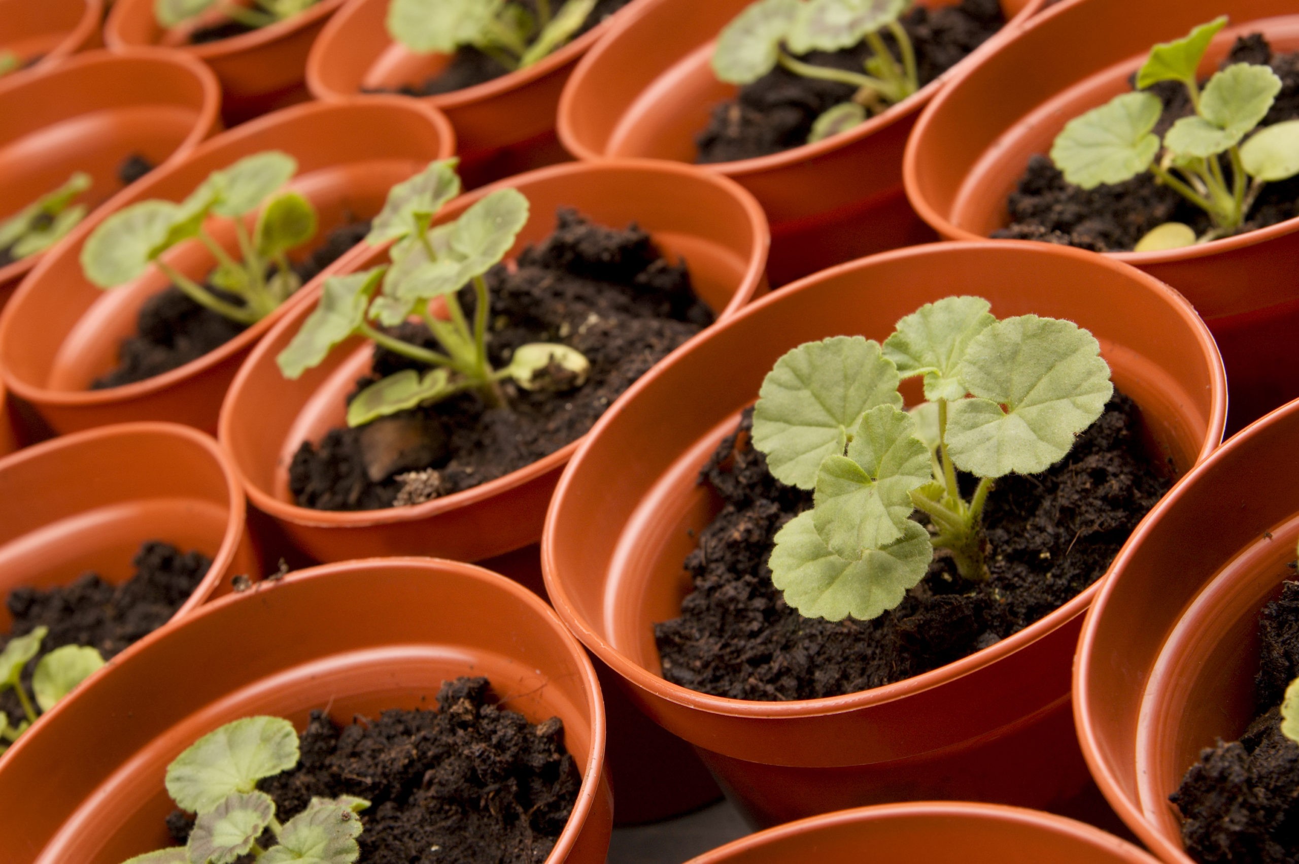 Anpflanzung von Pelargonien aus Samen zu Hause