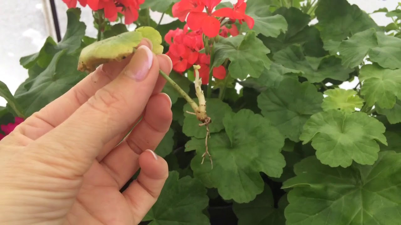 Vermehrung der Pelargonie durch Blattstecklinge