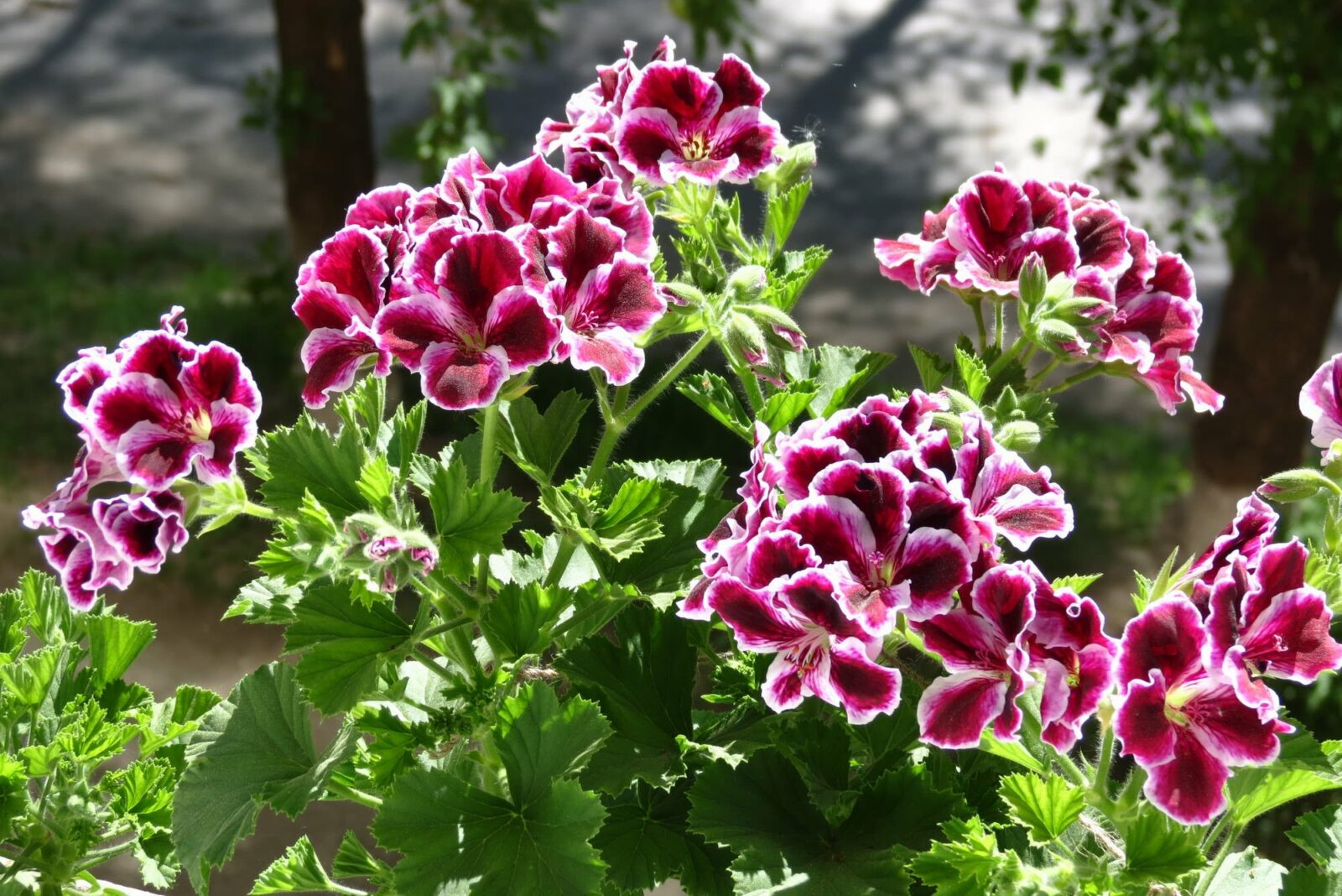 Königsgeranie Pflege Blüte Vermehrung