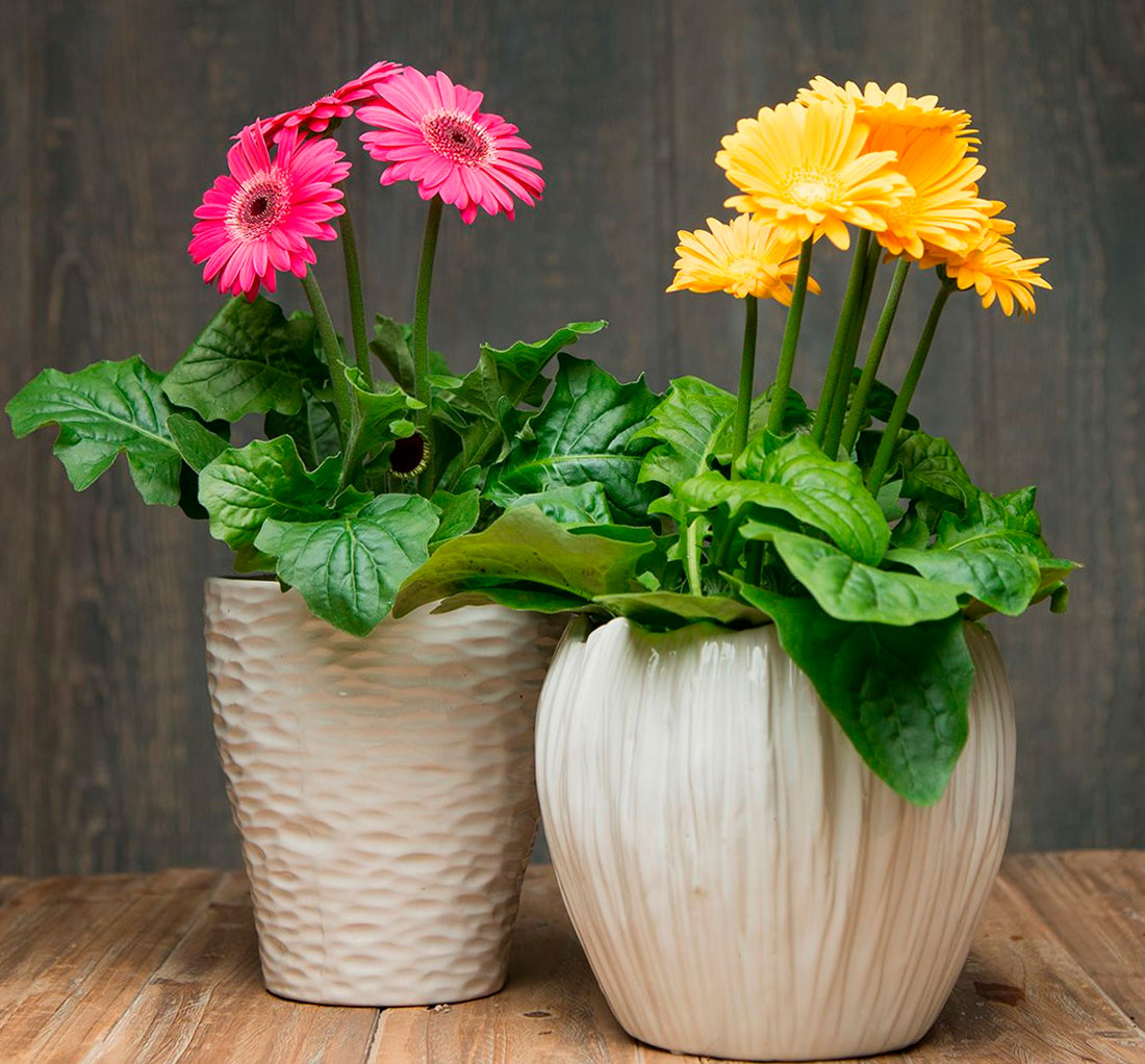 Gerbera Zimmerpflanzung