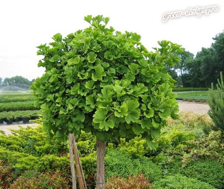 Anbau von Ginkgo biloba