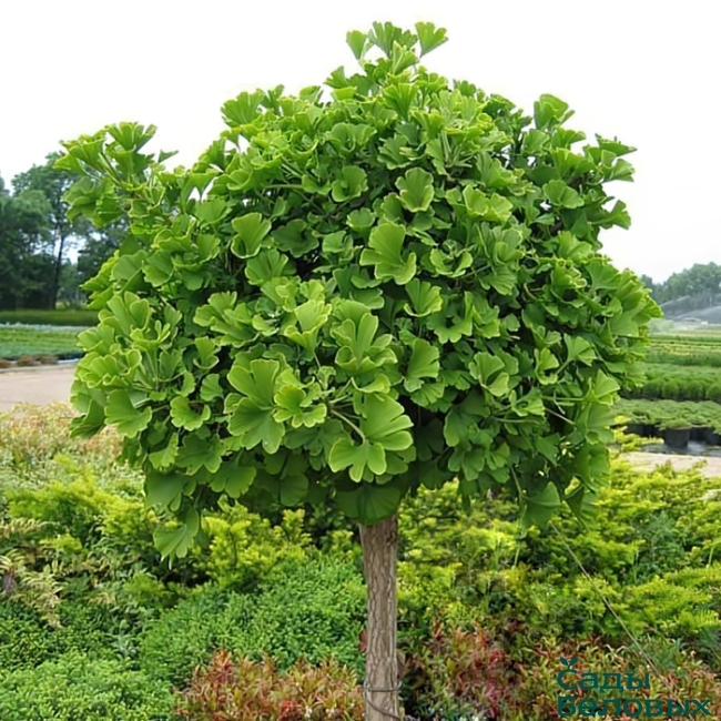 Ginkgo biloba Pflanzung und Pflege im Garten