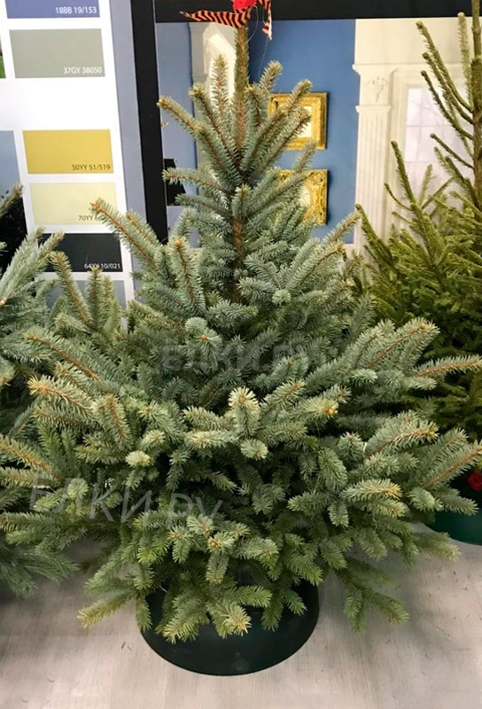 Gönnen Sie sich ein Fest: Wie wählt man den idealen Weihnachtsbaum aus?