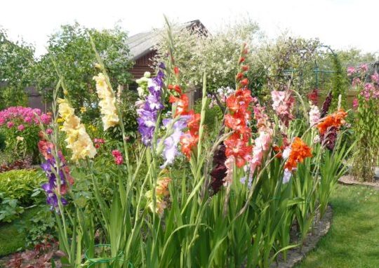 Pflanzung von Gladiolen im Frühling: Wann und wie pflanzen?