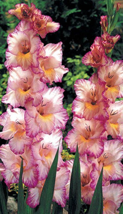 Gladiole Priscilla – ein gerüschter Schönling