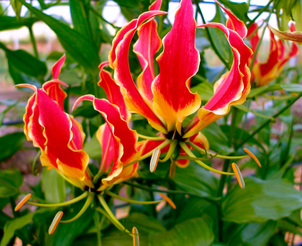 Gloriosa auf dem Foto