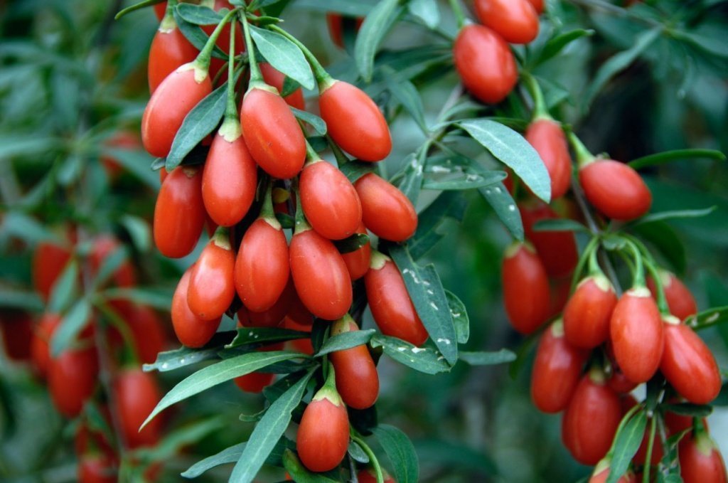 Goji-Beeren: Anbau und Pflege