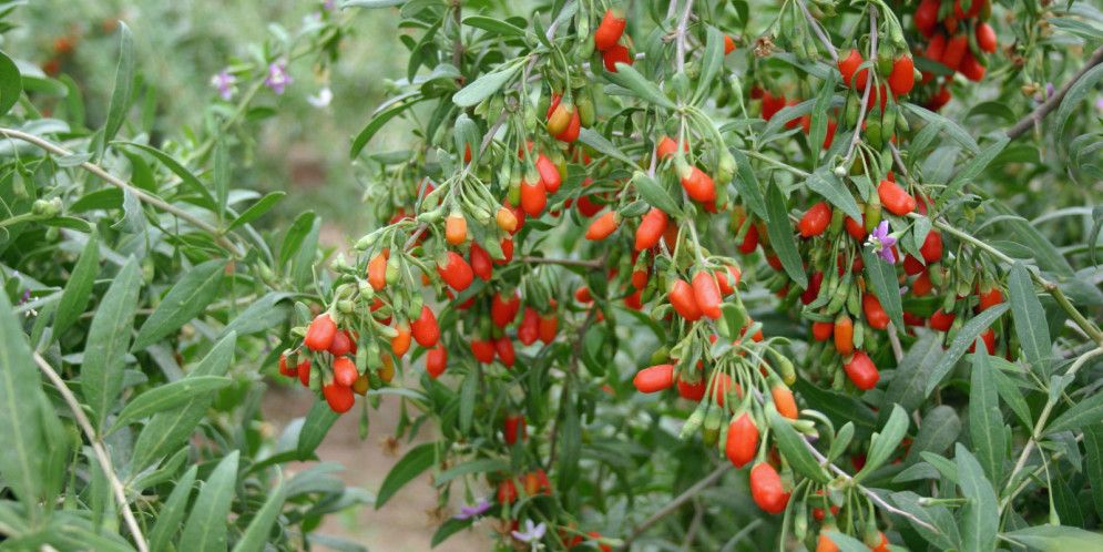 Goji-Beere: Pflanzung und Pflege