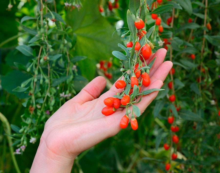 Goji: Pflanzung und Pflege im Freiland