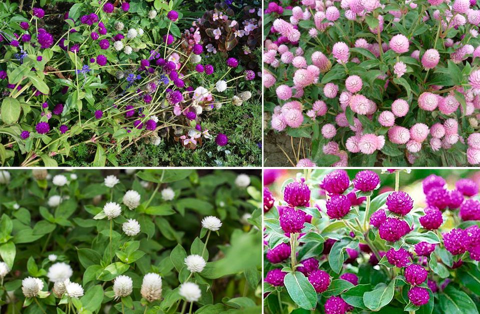 Kugel-Gomphrena aus Samen ziehen