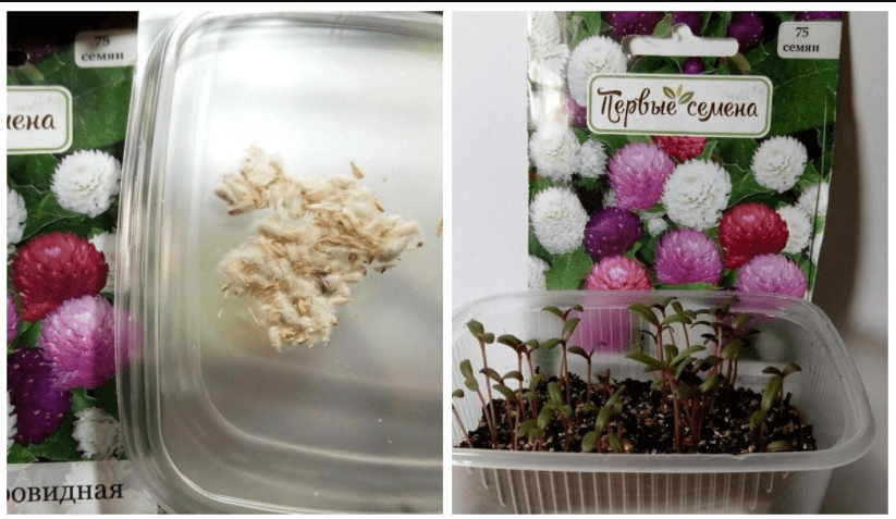 Gomphrena: Anzucht aus Samen – wann pflanzen?