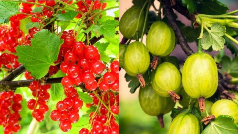 Nachbarschaft von Stachelbeeren mit anderen Pflanzen