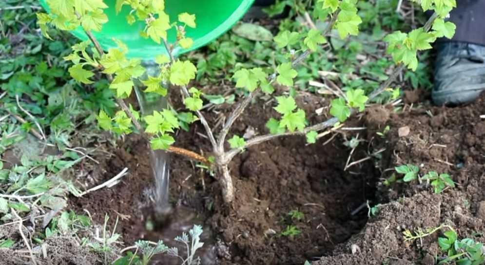 Pflanzung von Stachelbeeren im Herbst mit Setzlingen