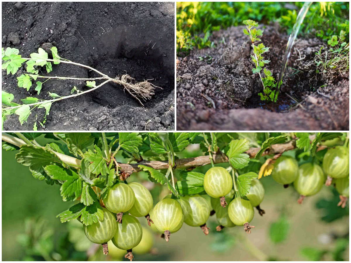 Pflanzung von Stachelbeeren im Frühjahr im Freiland