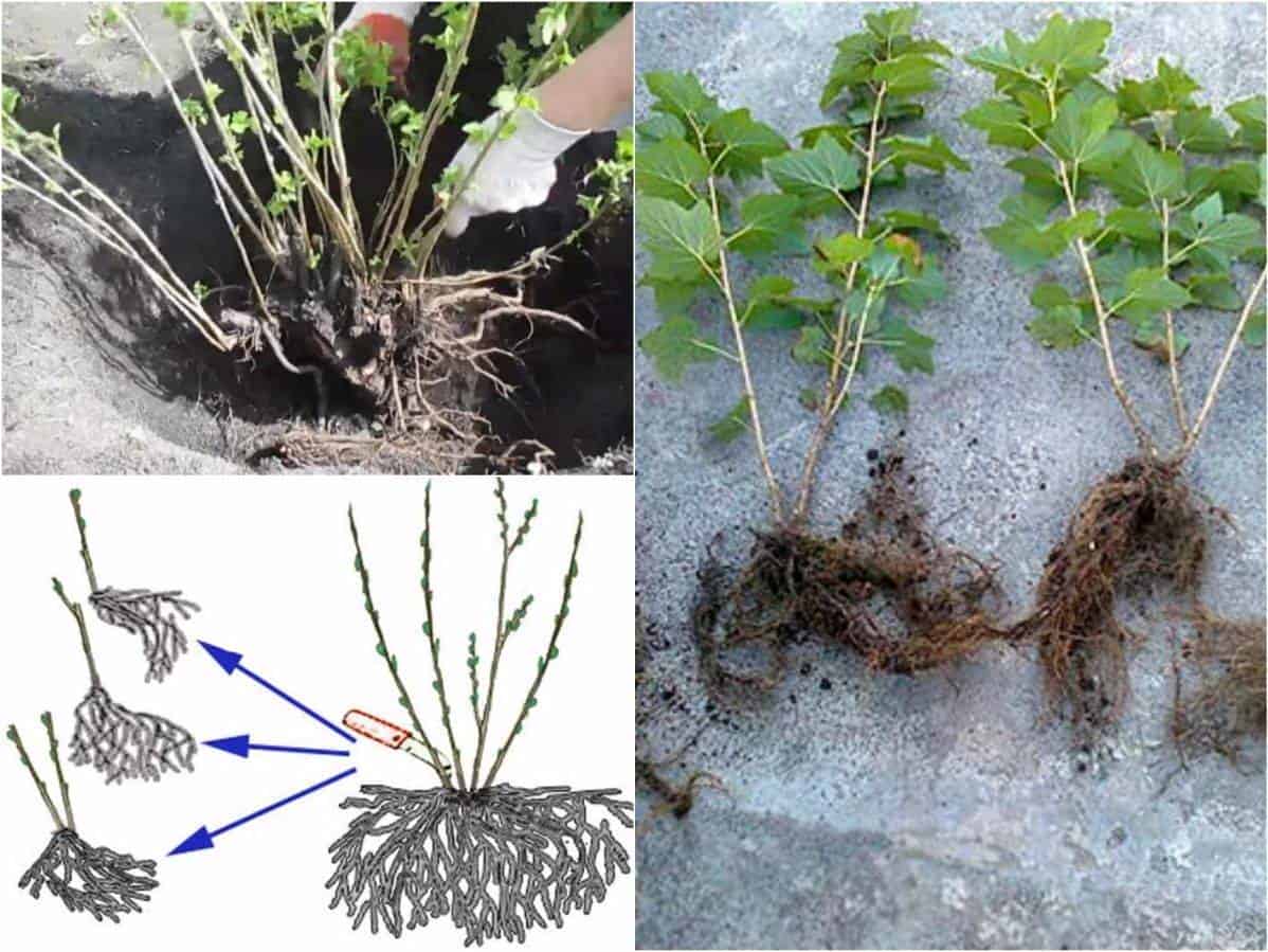 Vermehrung der Stachelbeere durch Stecklinge im Frühling