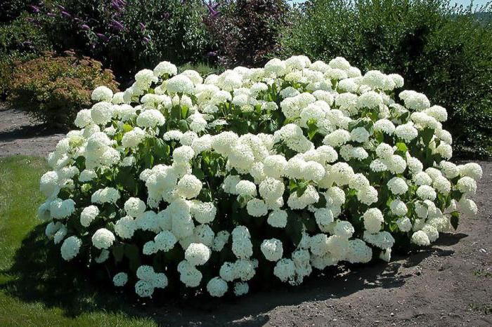 Prächtige Hortensie Annabelle