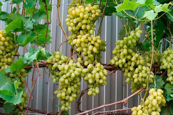 Weinrebe Arkadien: Pflanzung, Pflege und Spaliererziehung