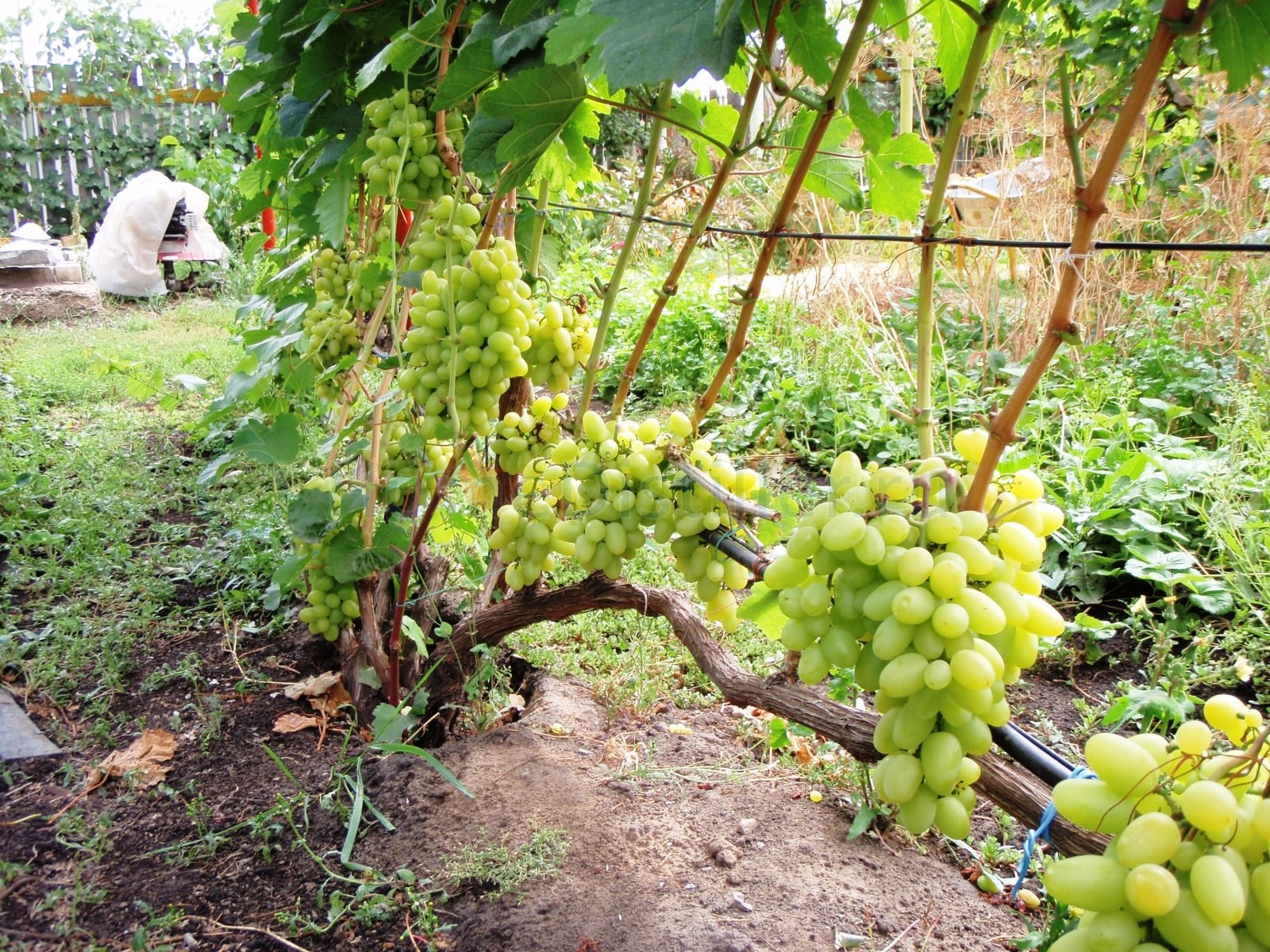 Wie pflanzt und pflegt man Weinreben?