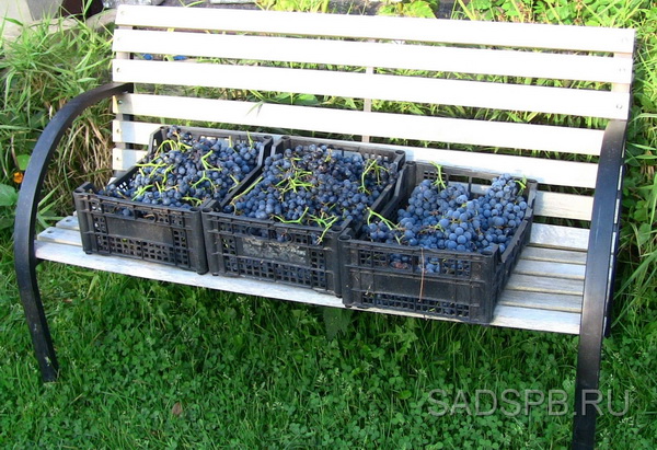 Weinanbau im Container