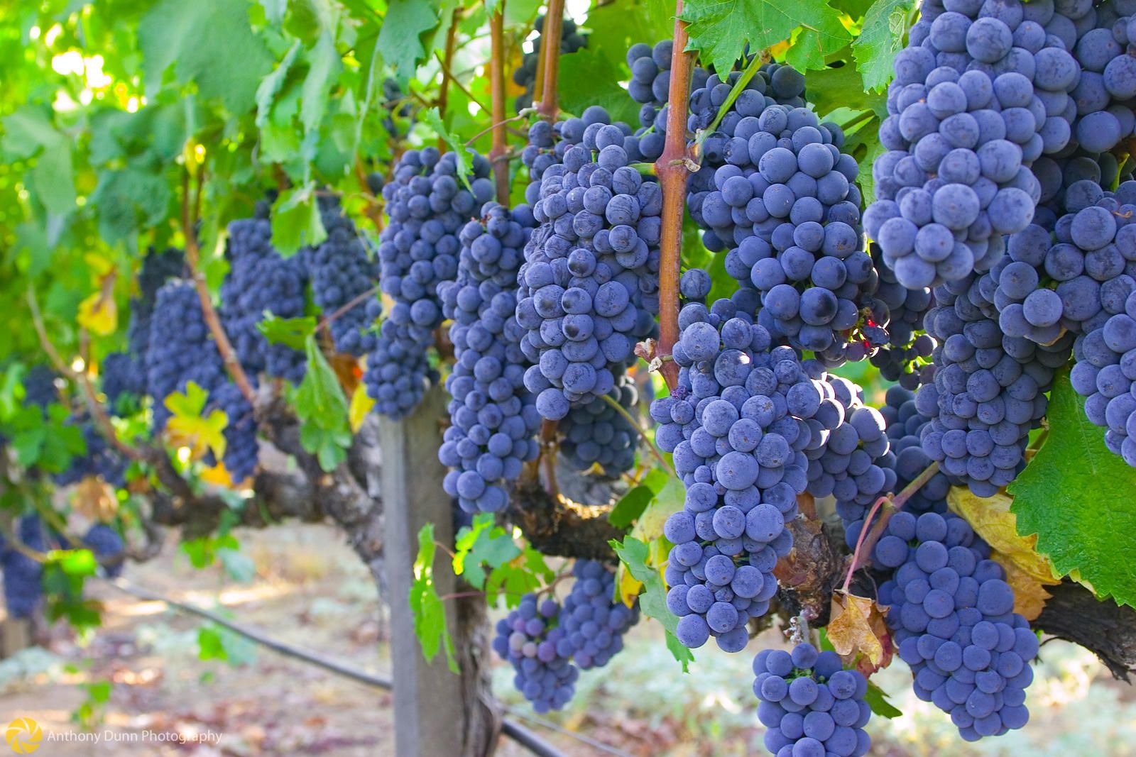 Weinrebe Isabella: Pflanzen und Pflege