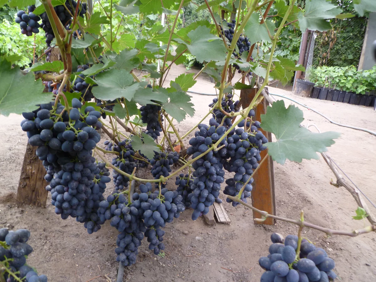 Weinrebenpflanzung im Herbst: wann und wie pflanzen?