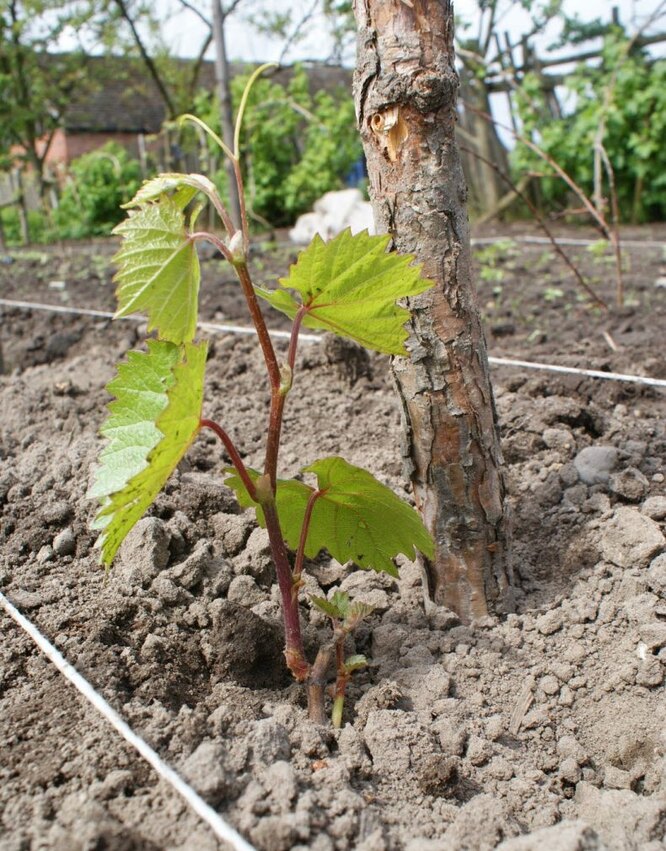Herbstpflanzung von Weinreben mit Setzlingen im Kuban