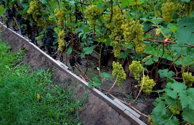 Weinpflanzung in Sibirien für Anfänger im Frühling
