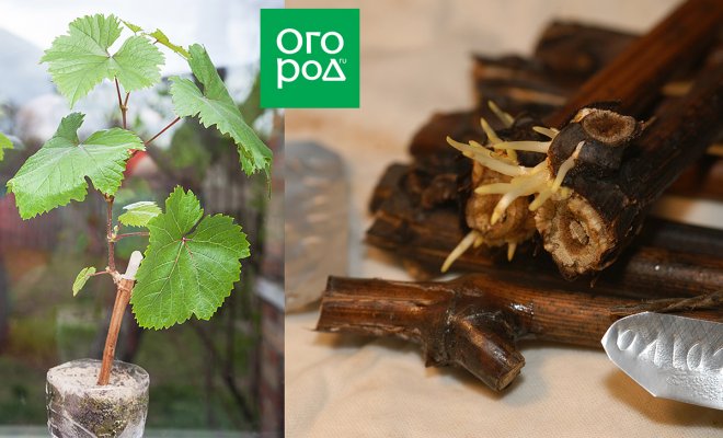 Vermehrung von Weinreben im Herbst für Anfänger