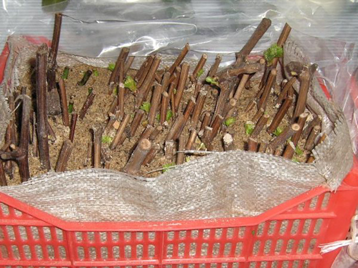 Vermehrung von Weinreben durch Stecklinge im Herbst