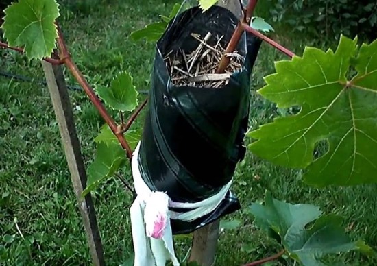 Vermehrung von Weinreben durch Absenker im Herbst
