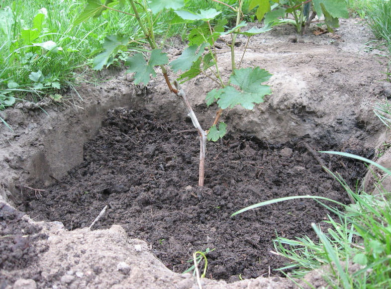 Pflanzung von Weinrebensetzlingen im Herbst ins Freiland