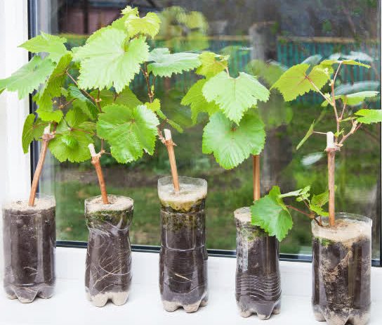 Vorbereitung der Weinrebensetzlinge für die Pflanzung im Frühjahr