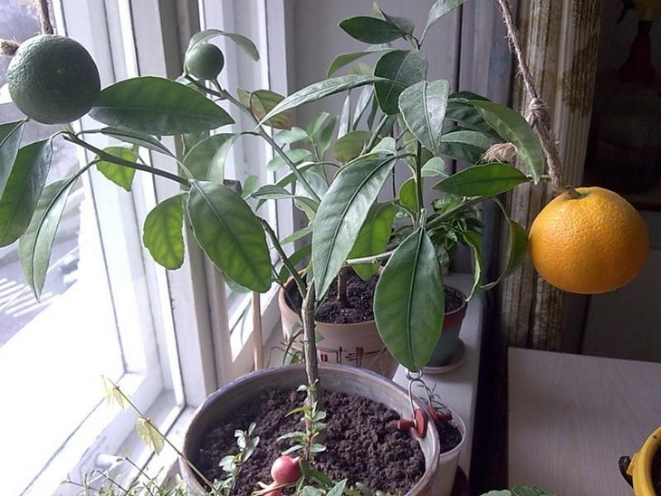 Grapefruit aus dem Kern – Anbau zu Hause