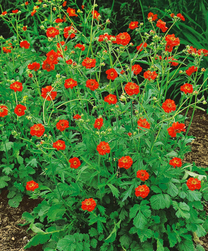 Geum 'Feuerball' Anzucht aus Samen
