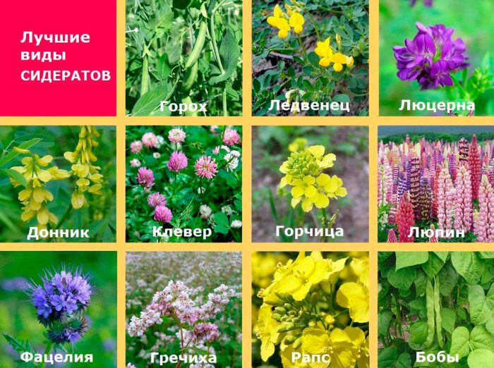 Pflanzen als Gründüngung für den Garten im Herbst