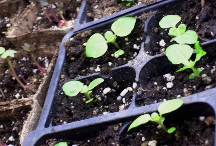 Anzucht von Ageratum aus Setzlingen