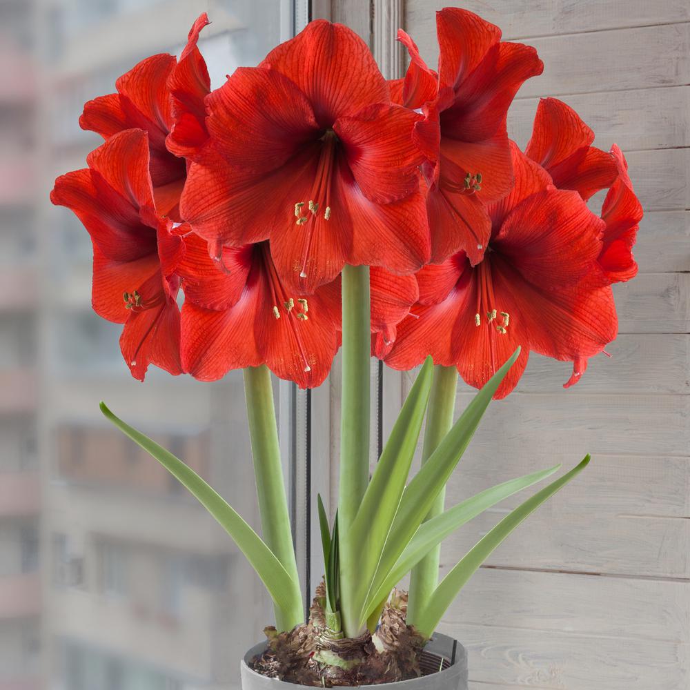 Amaryllis zu Hause anbauen