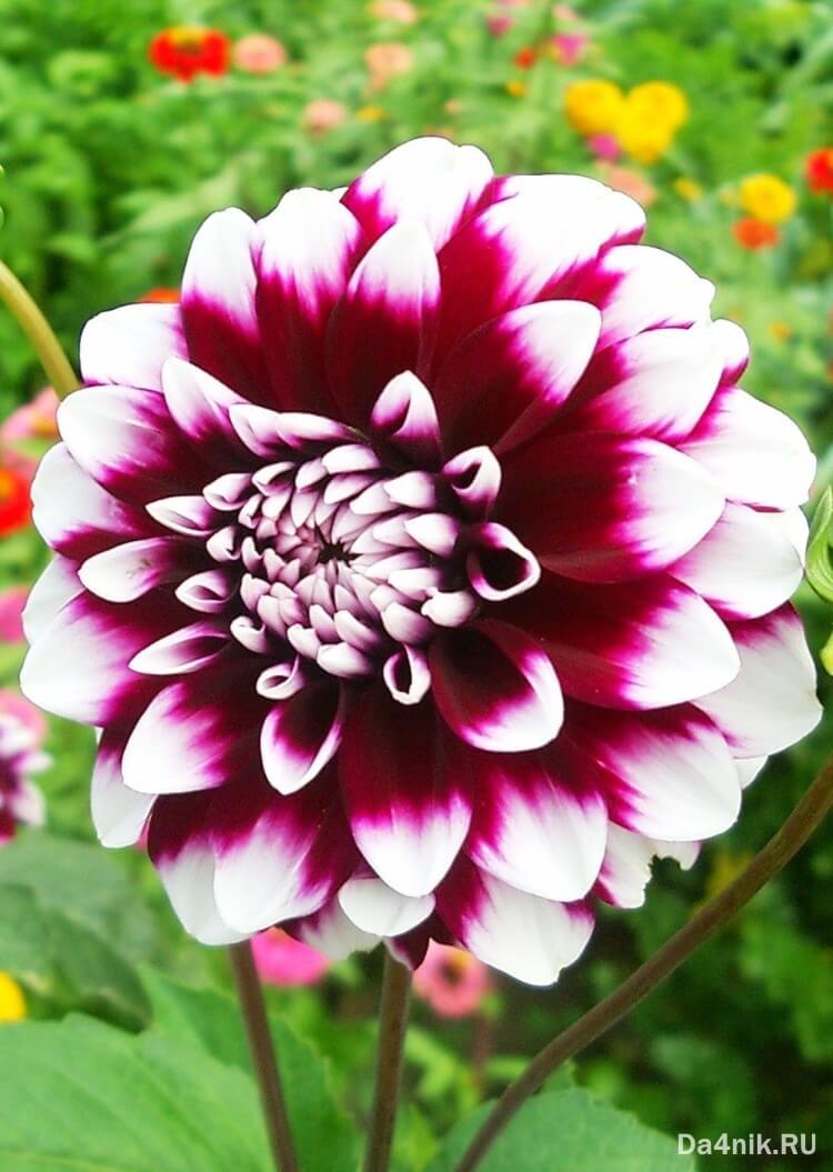 Anbau einjähriger Dahlien