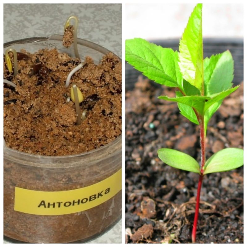 Apfelbaum aus Samen zu Hause ziehen