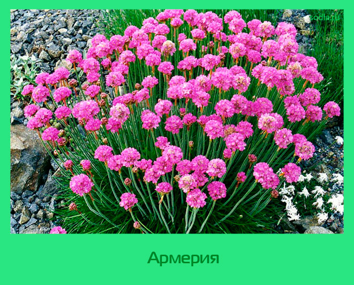 Anbau von Armeria