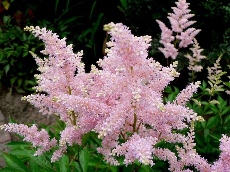 Anbau von Astilbe aus Samen im Haus