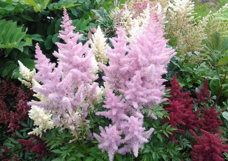 Anbau von Astilbe im Freiland