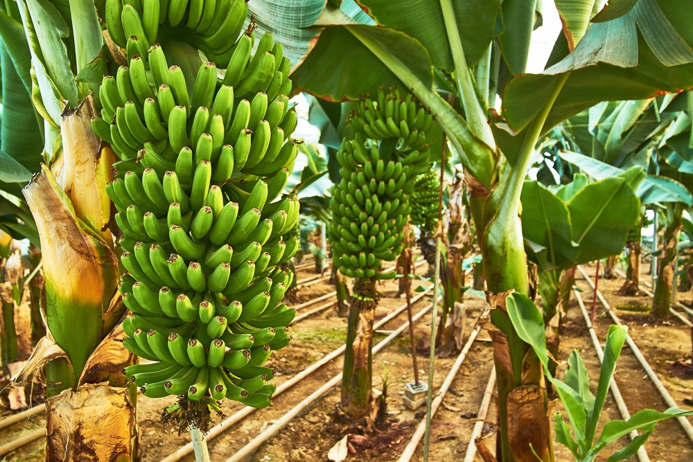 Bananenanbau in Russland