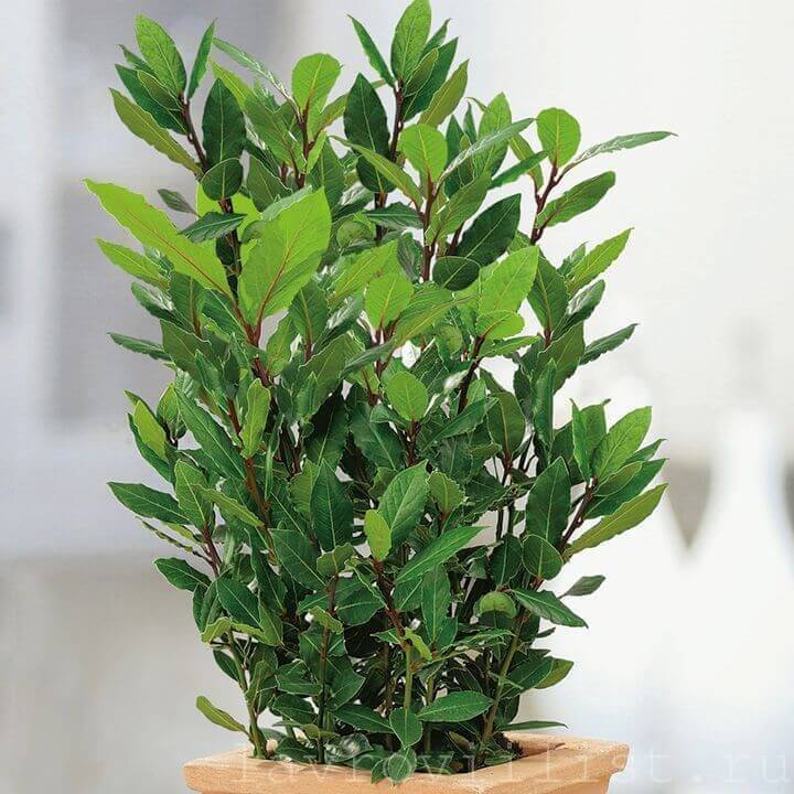 Lorbeerbaum zu Hause anbauen