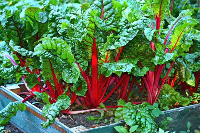 Anbau von Roter Bete auf der Datscha