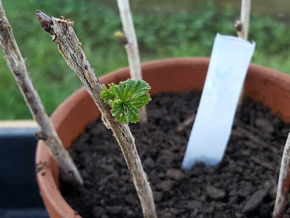 Anbau von schwarzen Johannisbeeren aus Stecklingen
