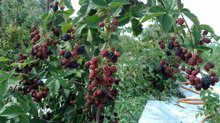 Anbau von Brombeeren im Garten