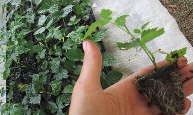 Anbau von Brombeeren aus Samen zu Hause