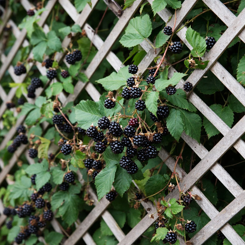 Brombeeranbau am Spalier