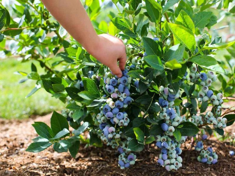Anbau von Heidelbeeren im Garten